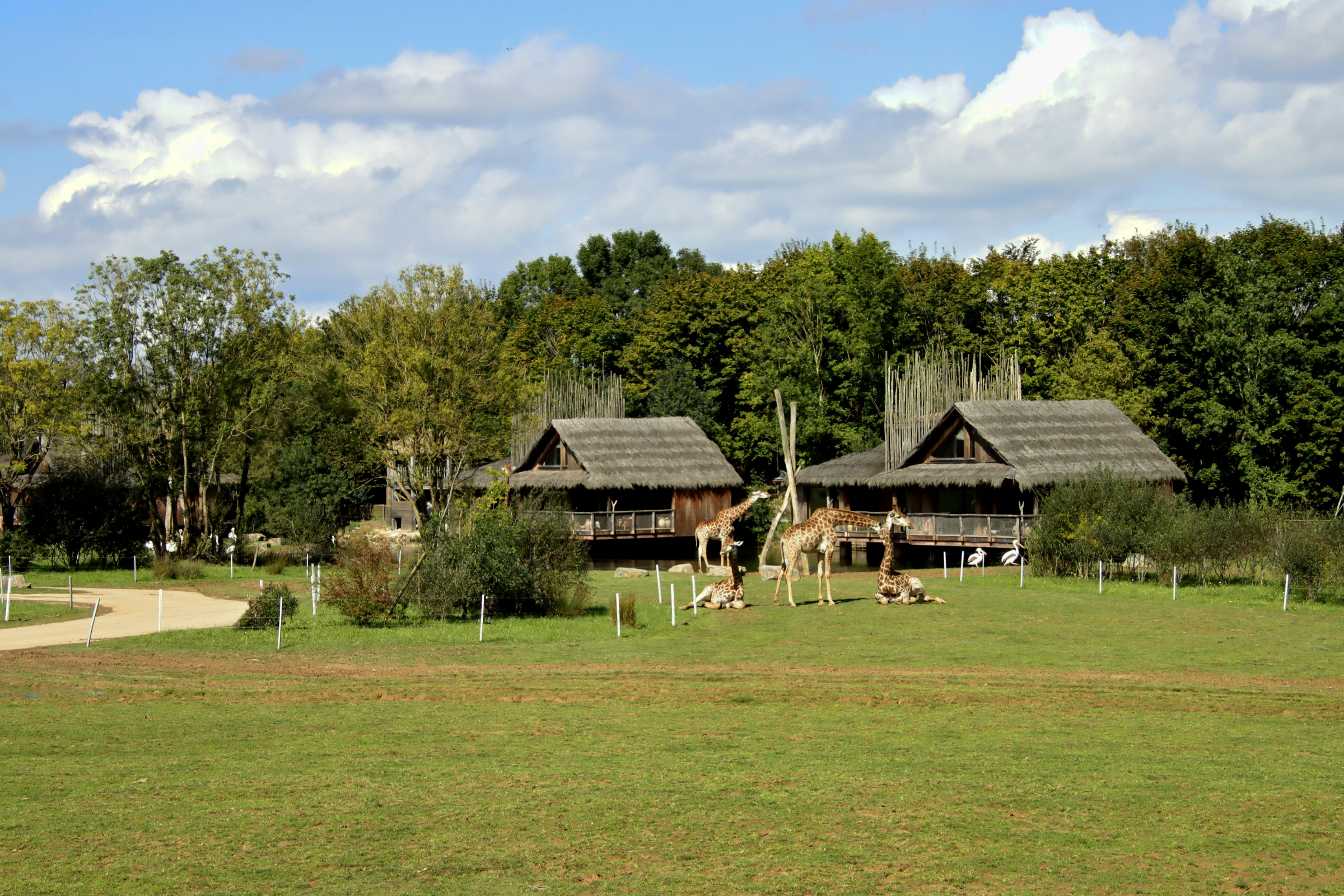 makalali private game lodge (2).webp